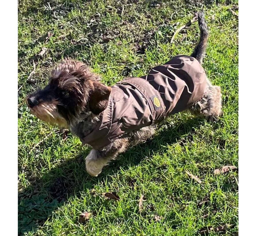 Dog coat Dachshund Brown
