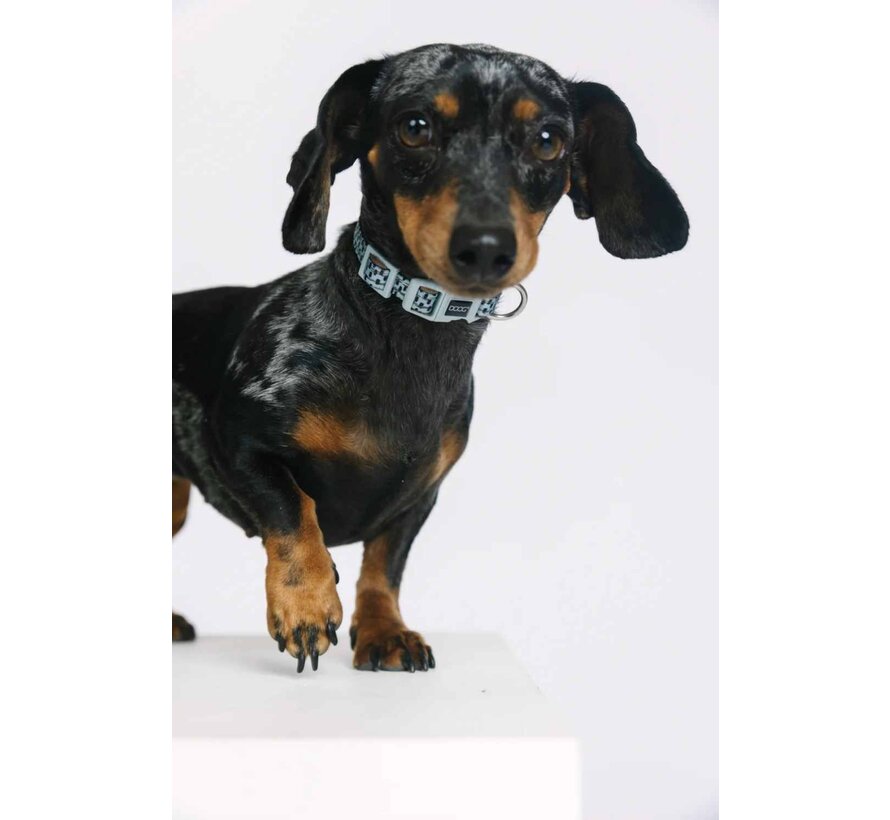 Dog Collar Neoprene Dash
