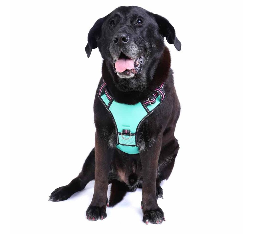 Dog Harness Neotech Neon Rin Tin Tin