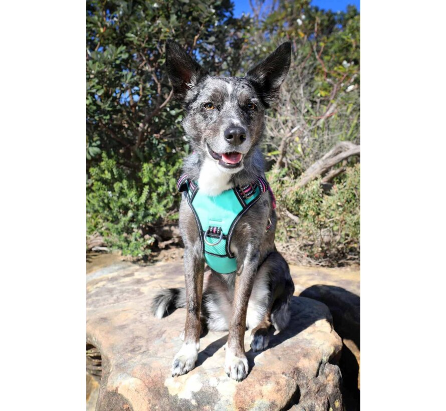 Dog Harness Neotech Neon Rin Tin Tin