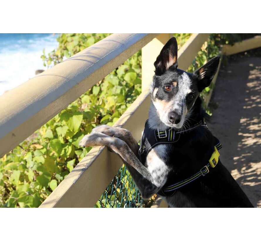 Dog Harness Neotech Neon Bolt