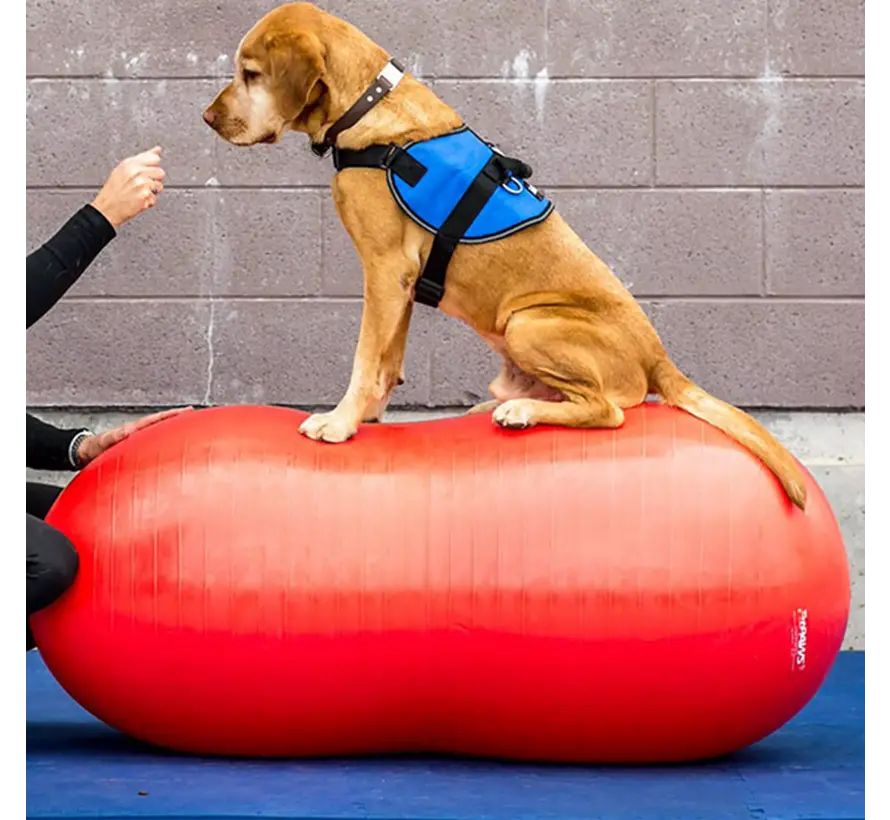 Balanspinda voor Honden – Stabiliteitsbal 80 cm