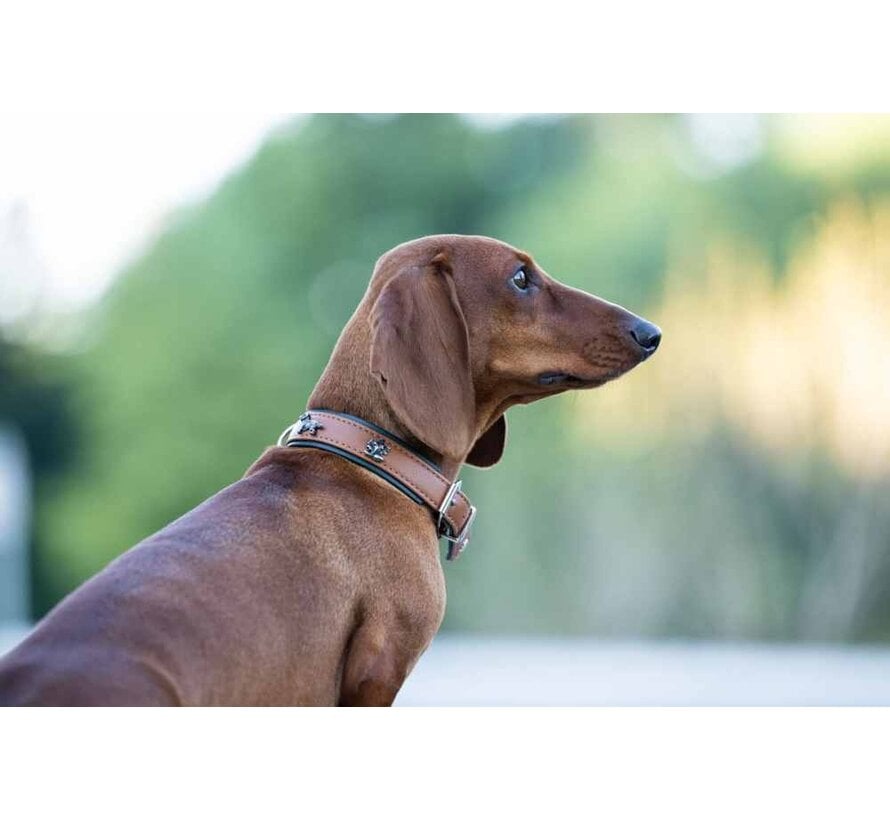 Dachshund Dog Collar Cognac