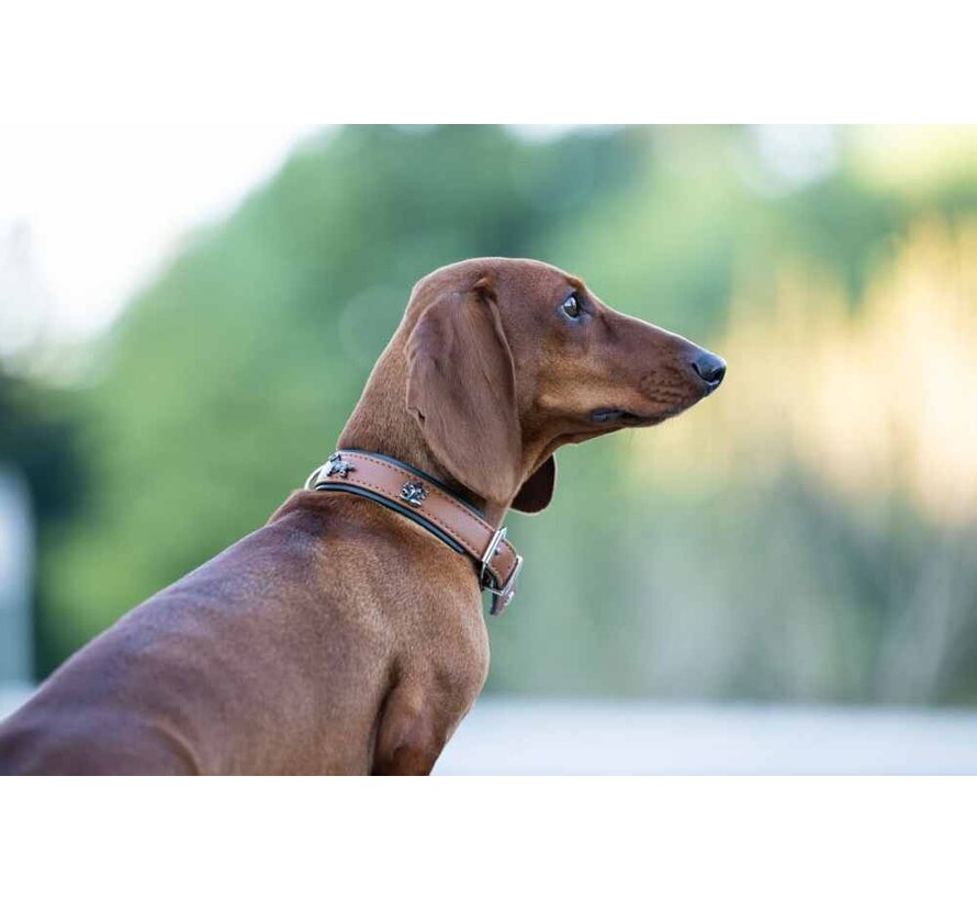 Teckel Hondenhalsband Cognac