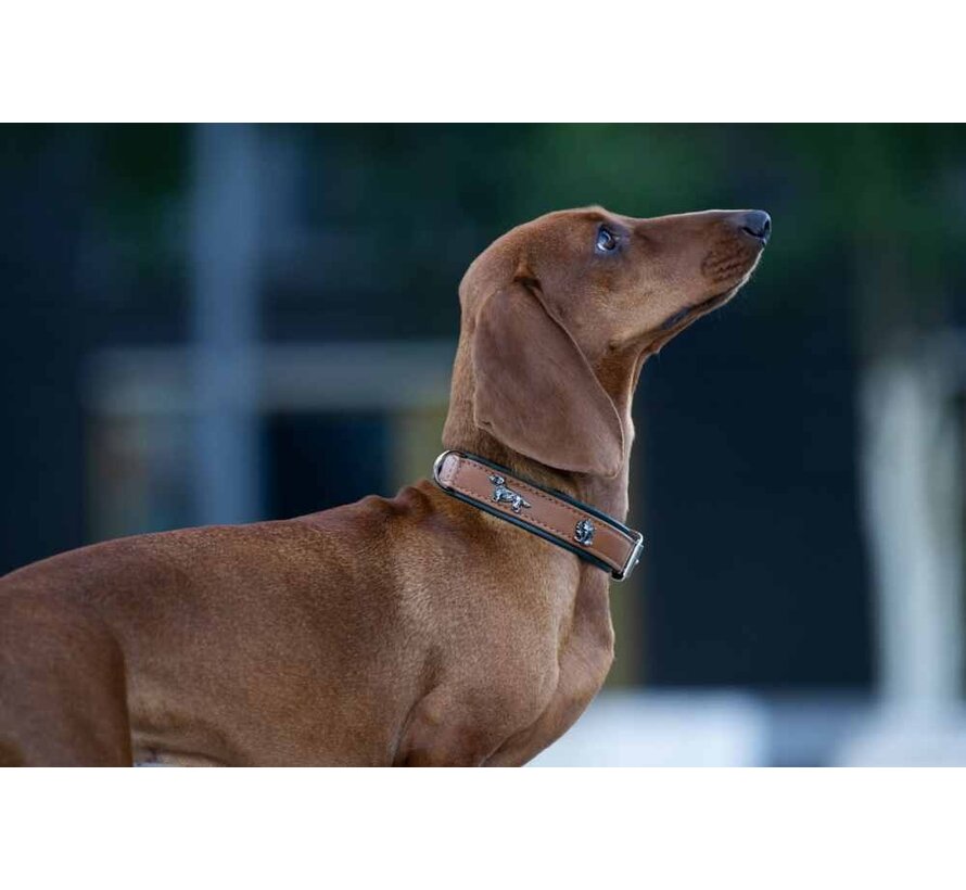 Dachshund Dog Collar Cognac