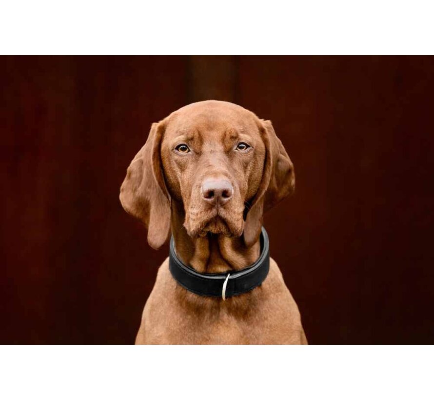 Dog Collar Classic Premium Black