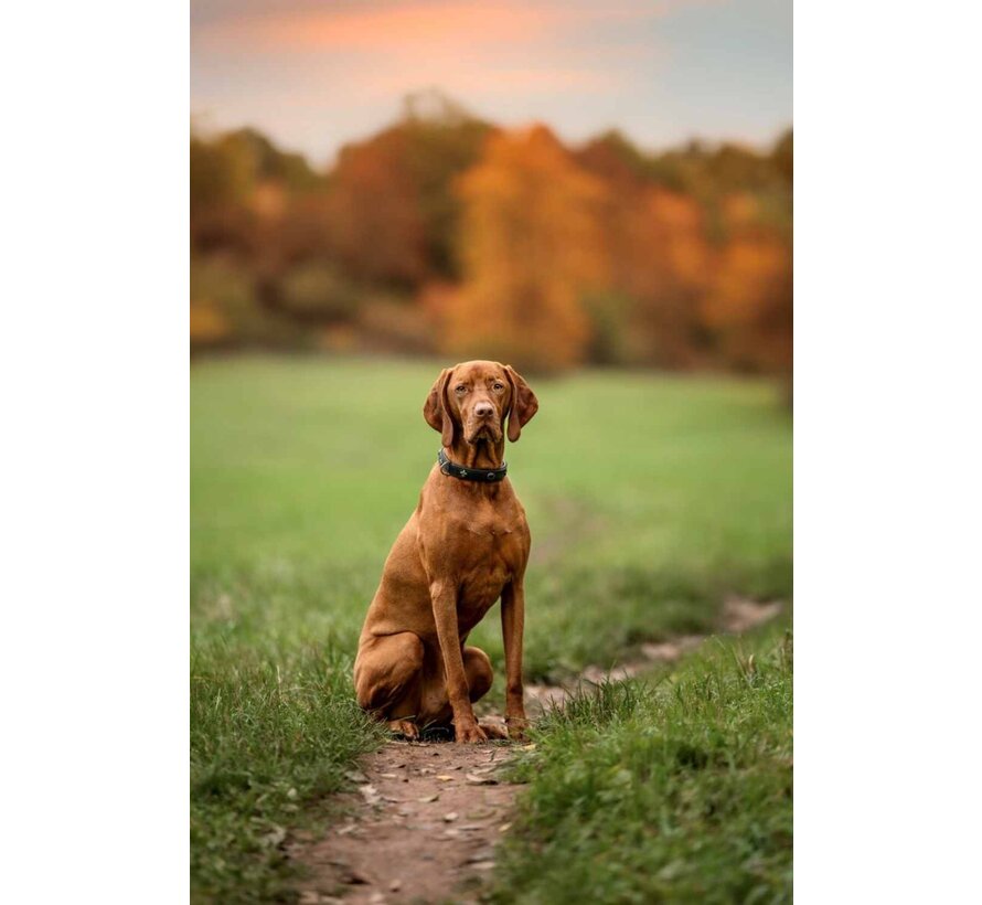 Hondenhalsband San Francisco Zwart