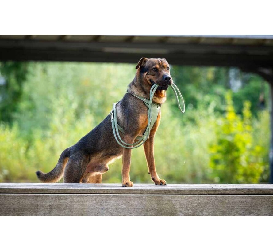 Dog Leash Olive Silver