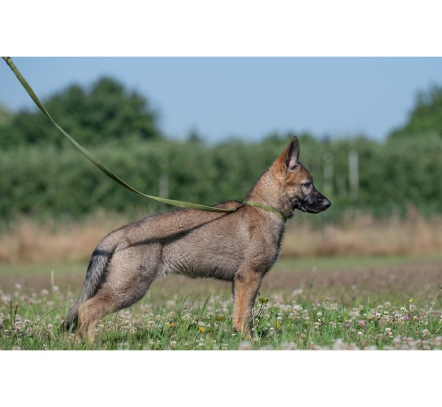 Dog Leash Velvet Olive