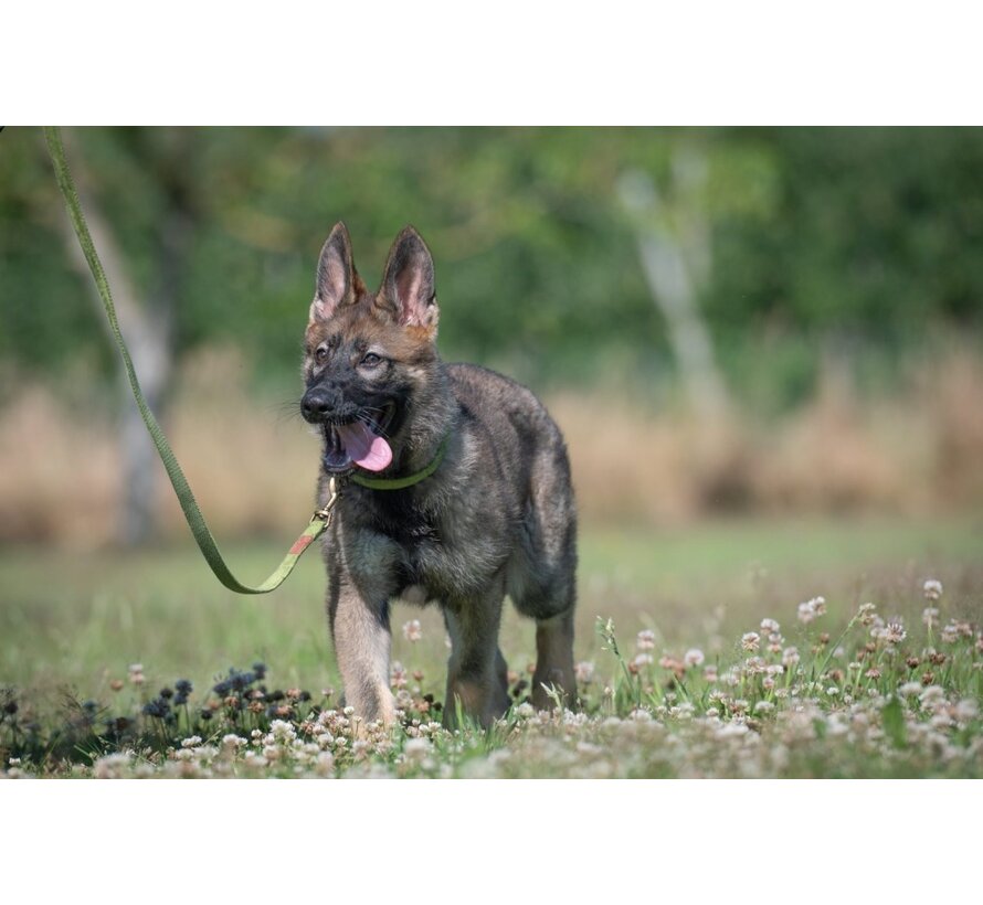 Dog Leash Velvet Olive