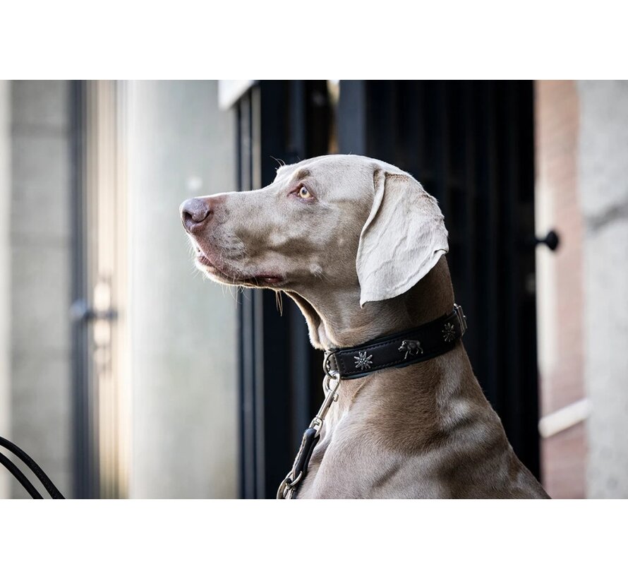 Dog Collar Wild Life Dark Brown