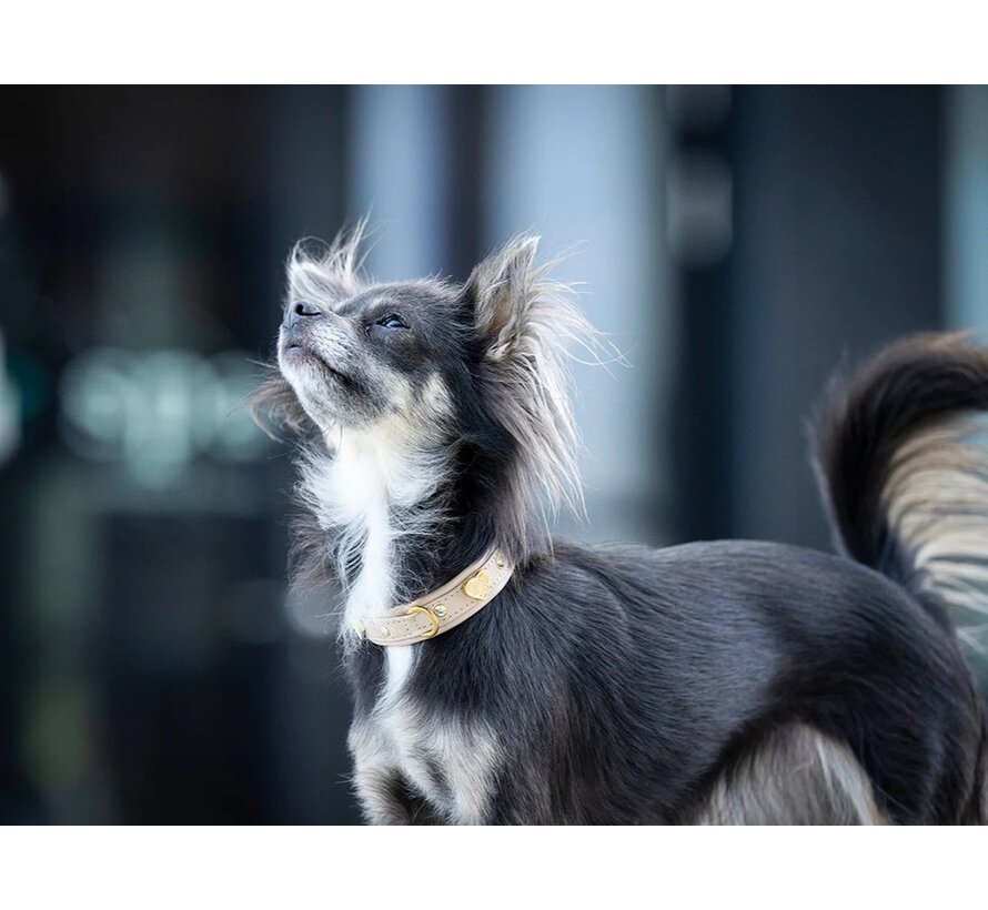 Dog Collar Mini Ciao Mama Ivory