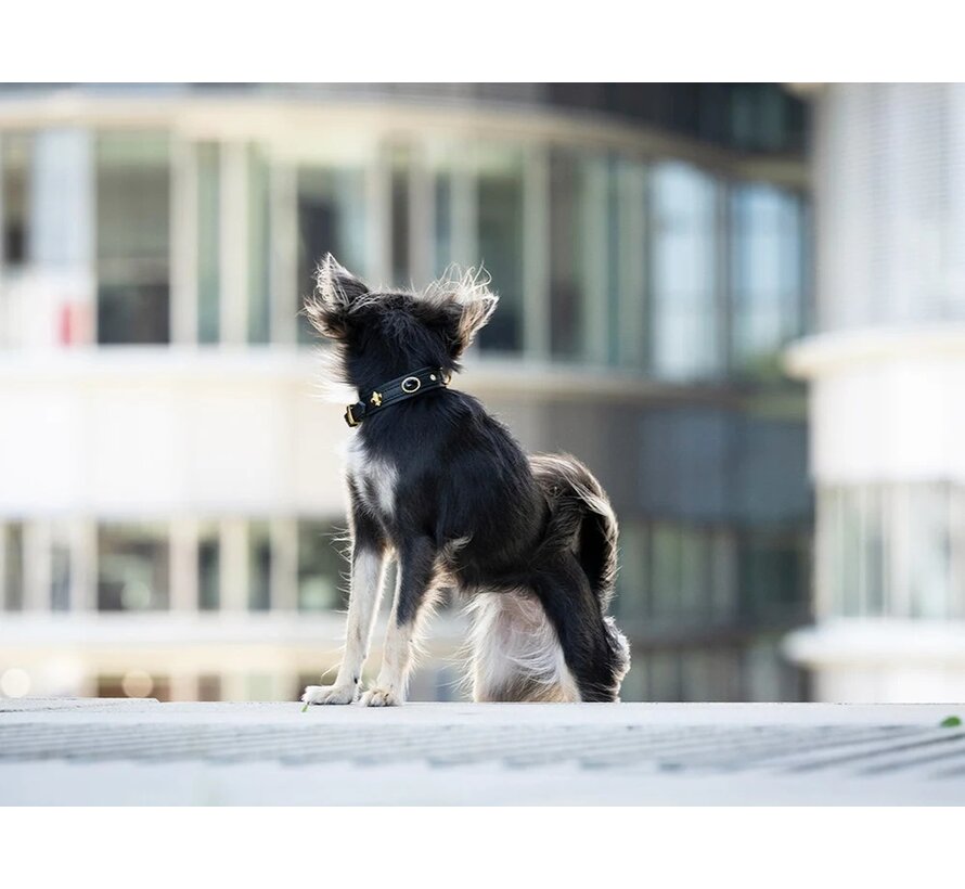 Hondenhalsband Mini Dark Diamond Zwart Goud