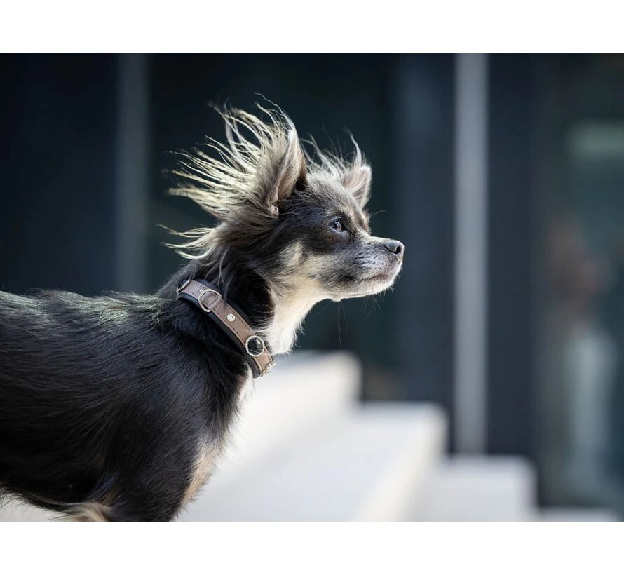 Dog Collar Mini Dark Diamond Taupe Silver