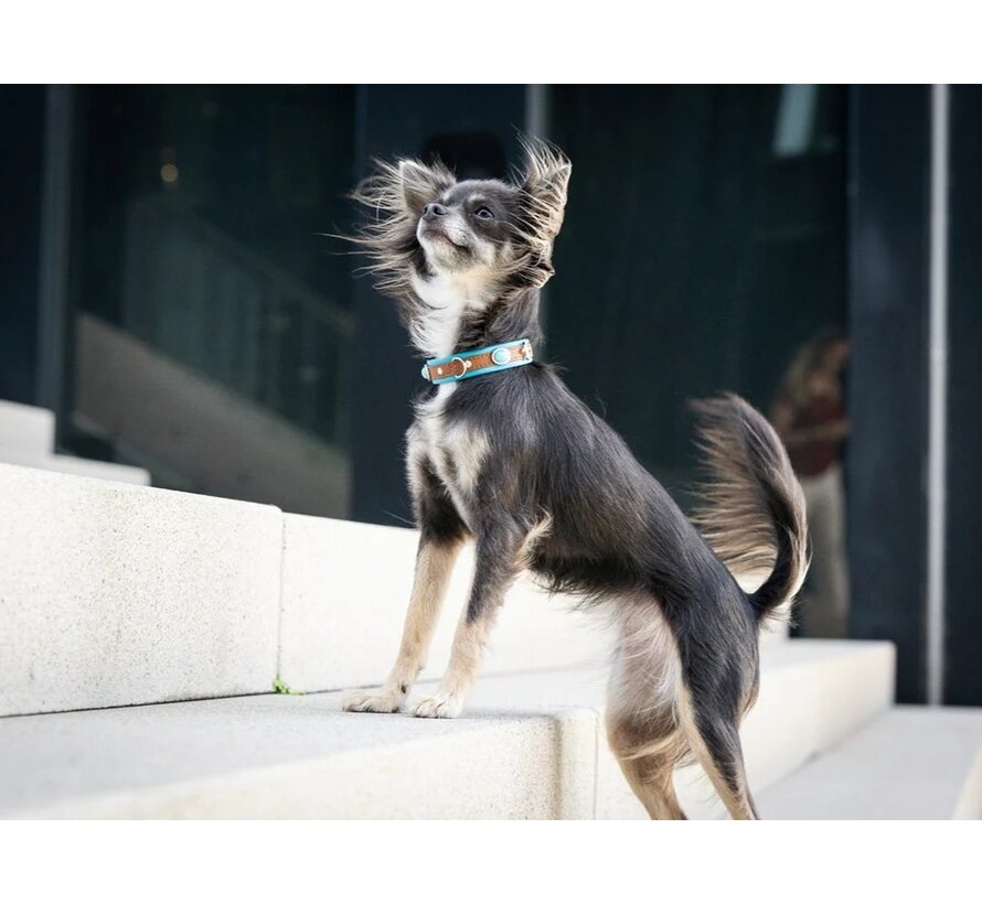 Dog Collar Mini Ibiza
