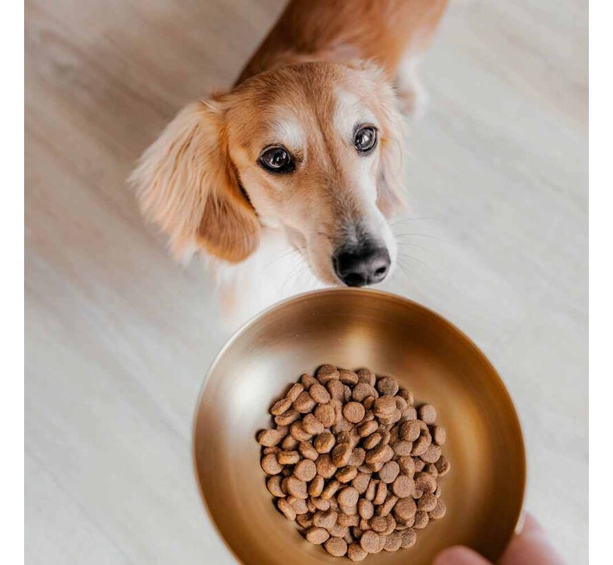 Drinkbak of Voerbak Hond Royal Goud