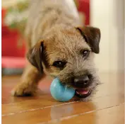 West Paw Dog Toy Zogoflex Jive Aqua