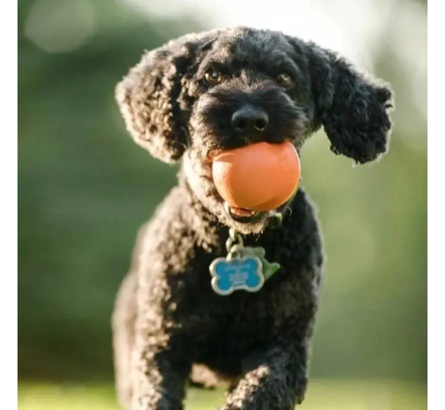 Dog Toy JZogoflex ive Orange