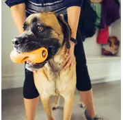 West Paw Hondenspeelgoed Zogoflex Qwizl Oranje