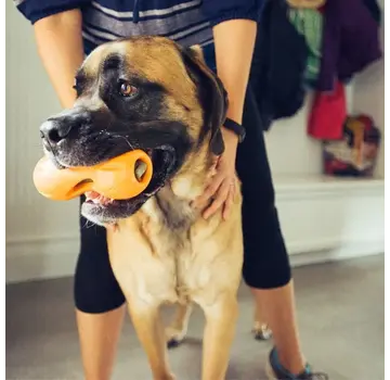 West Paw Dog Toy Zogoflex Qwizl Orange