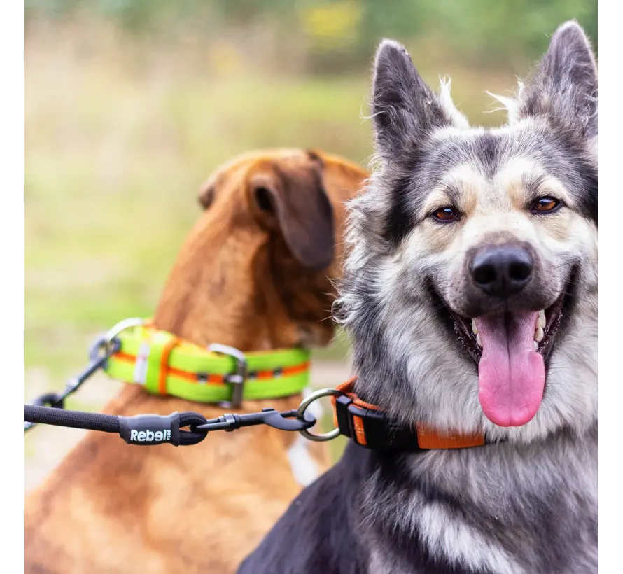 Verstelbare Dubbele Hondenriem