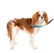 Petsafe Anti-Trek Hondentuig Easy Walk ® Deluxe