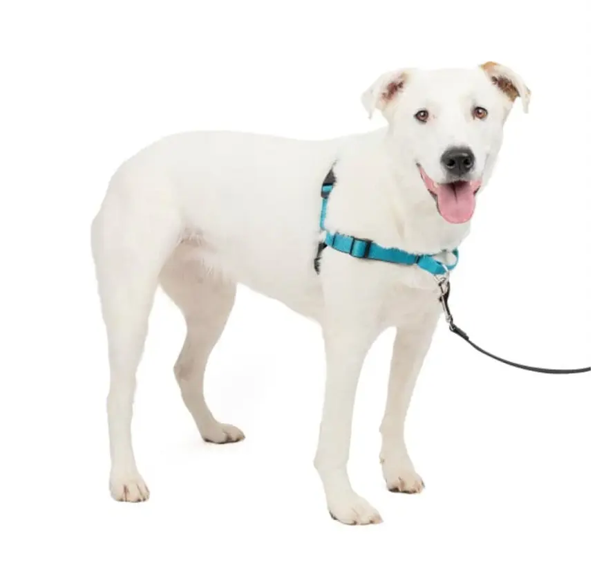 Anti-Pull Dog Harness Easy Walk® Deluxe
