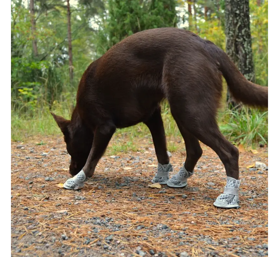 Summer Dog Shoes