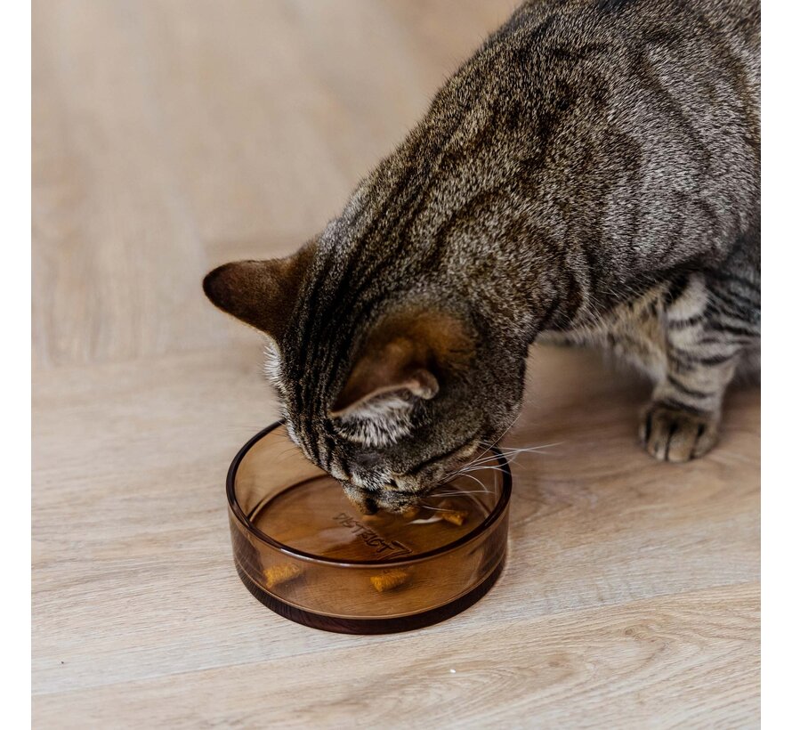 Cat Bowl DAWN Champagne