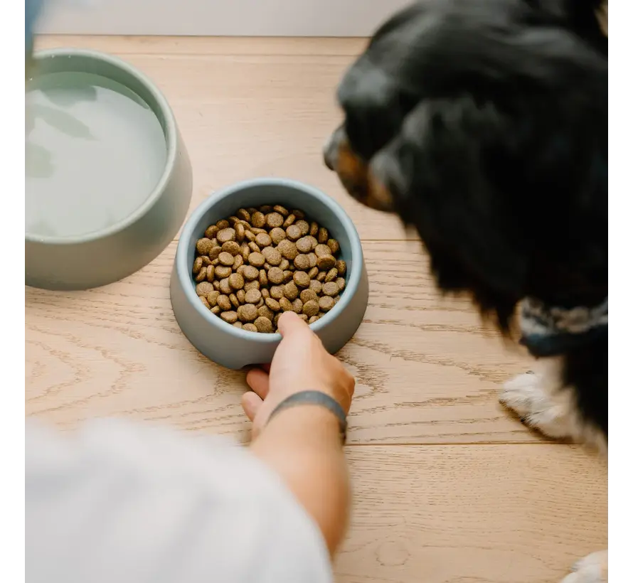 Dog Bowl Steady Green