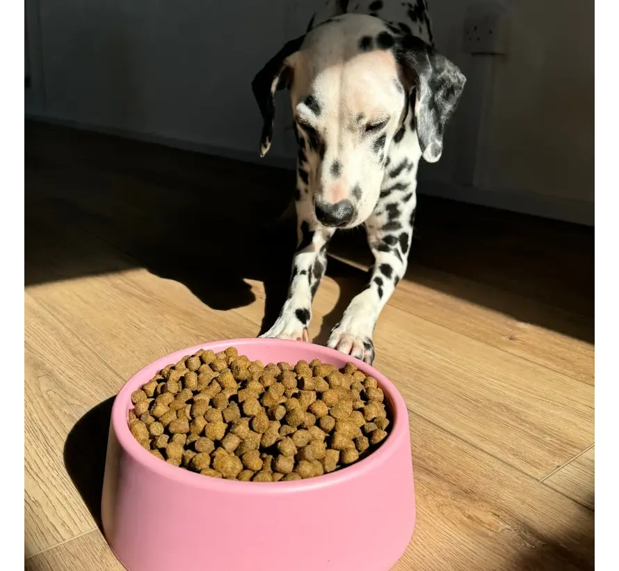 Dog Bowl Steady Pink