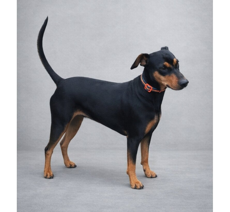 Dog Collar Neoprene Beethoven