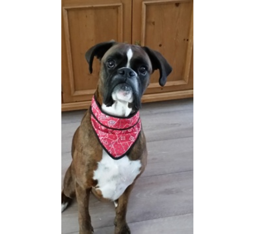 Koelbandana Hond Red Western