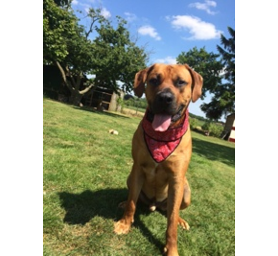 Cooling Pet Bandana Red Western