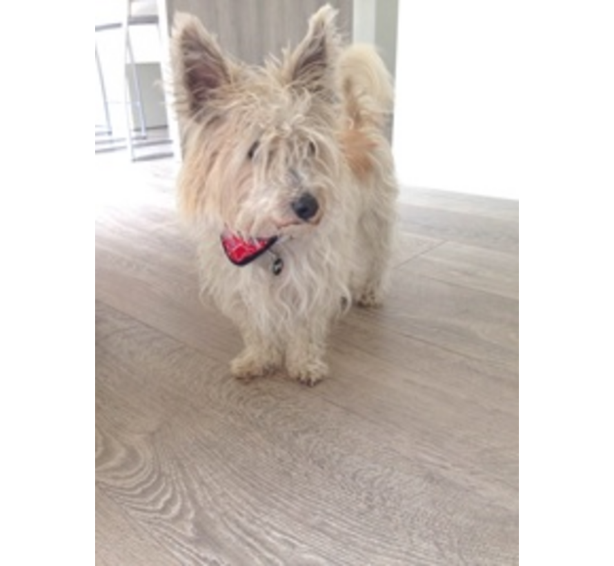 Koelbandana Hond Red Western