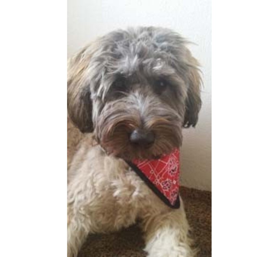 Koelbandana Hond Red Western