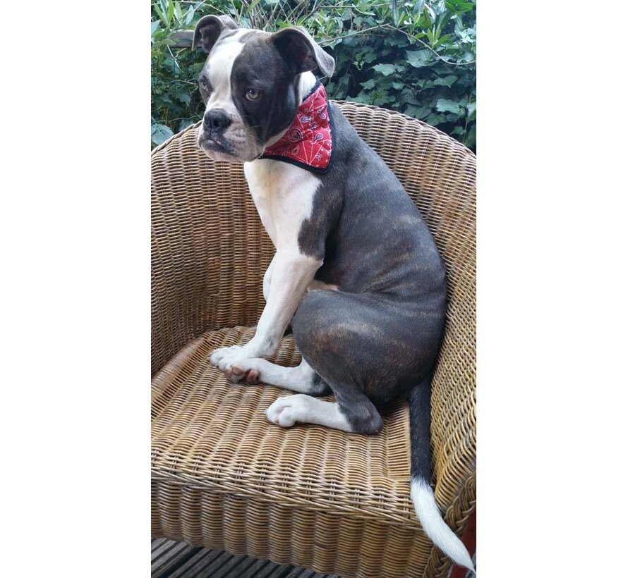 Koelbandana Hond Red Western