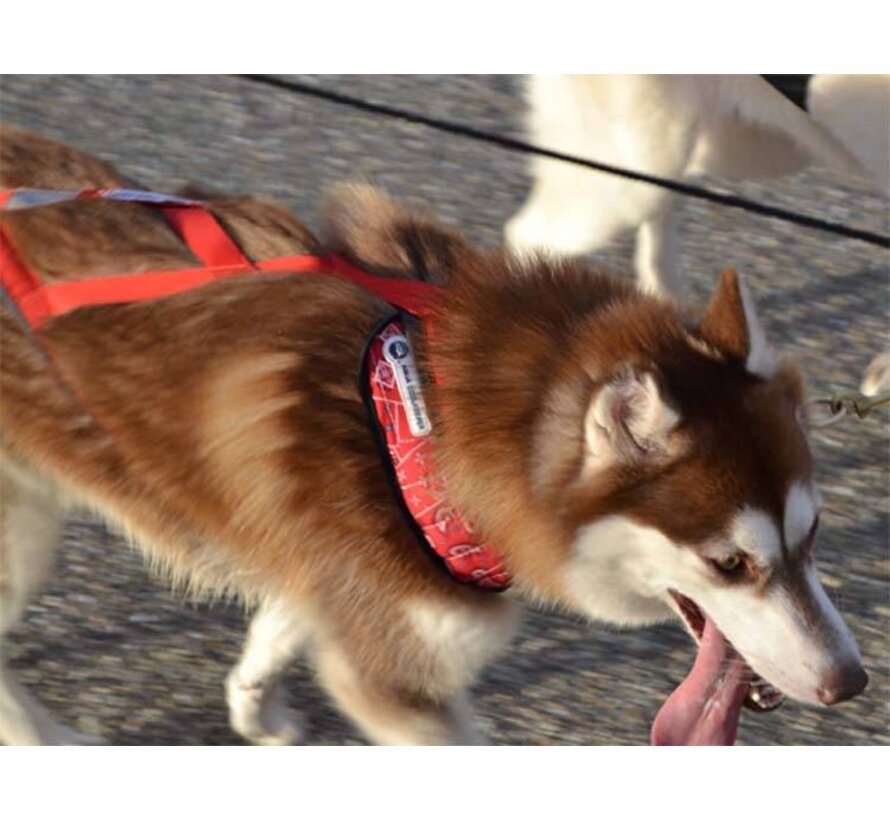 Koelbandana Hond Red Western