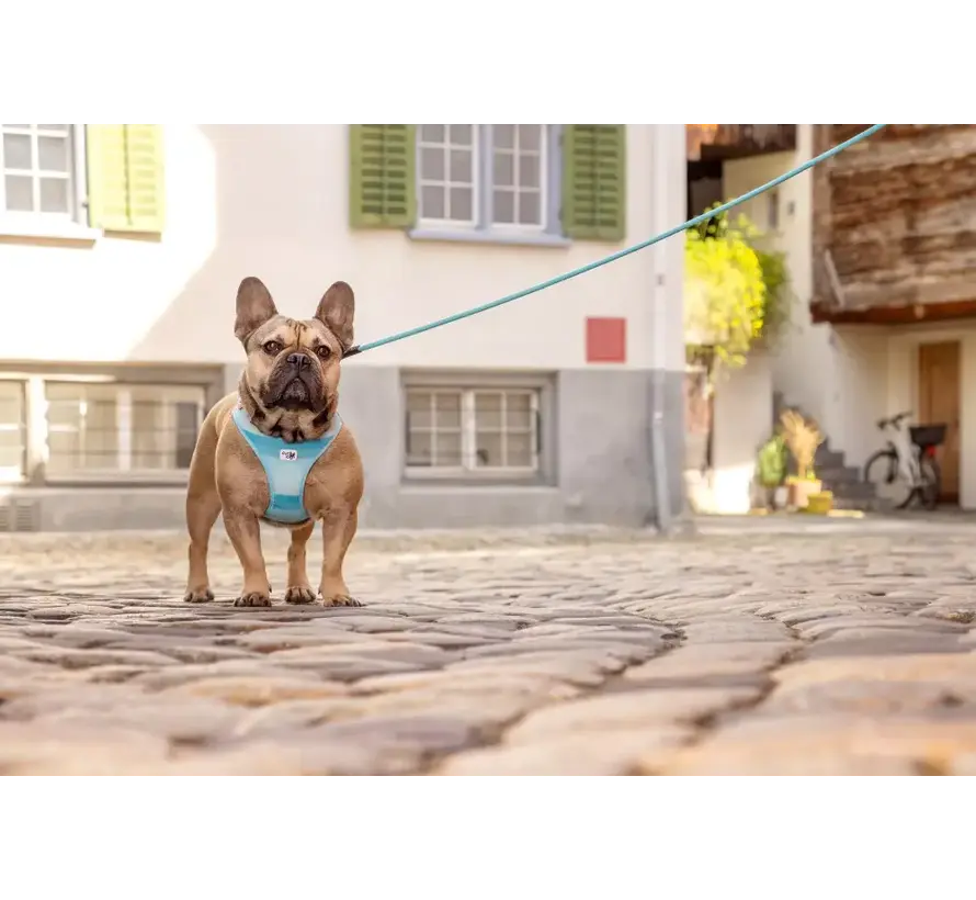 Dog Harness Clasp Vest Harness Aqua SE22