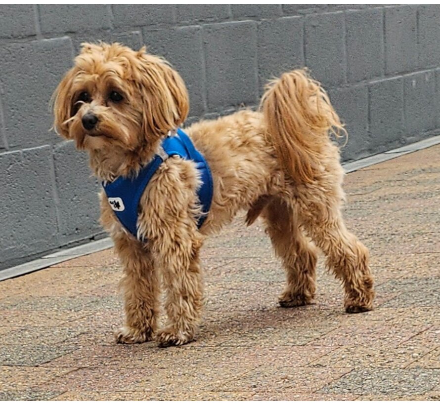 Dog Harness Clasp Vest Harness Blue