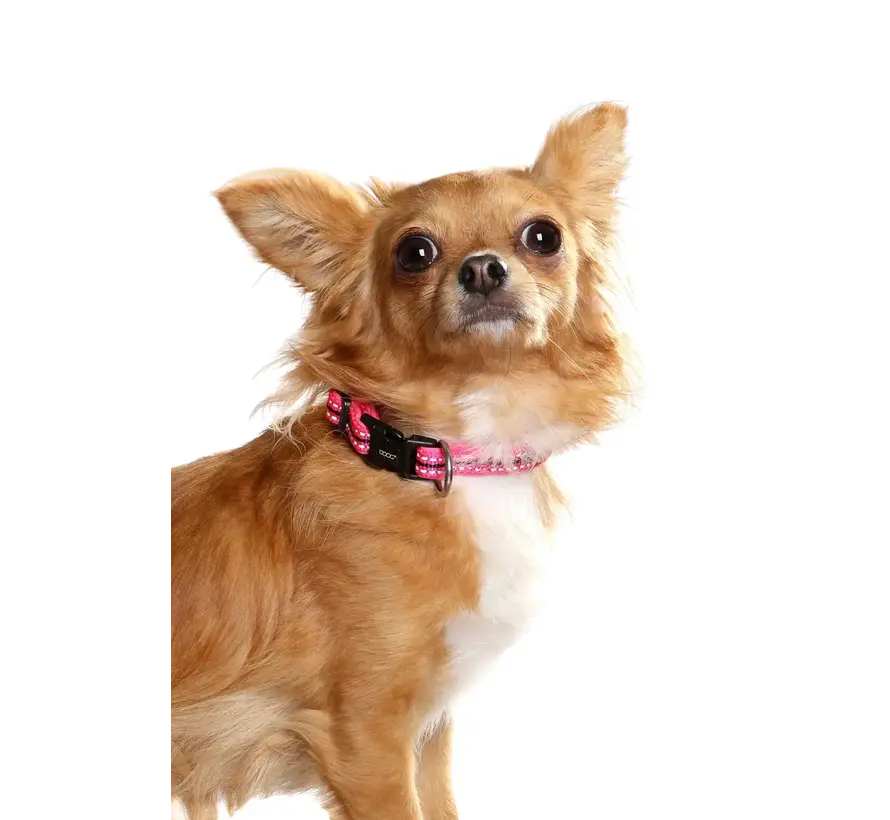 Dog Collar Neoprene Lady