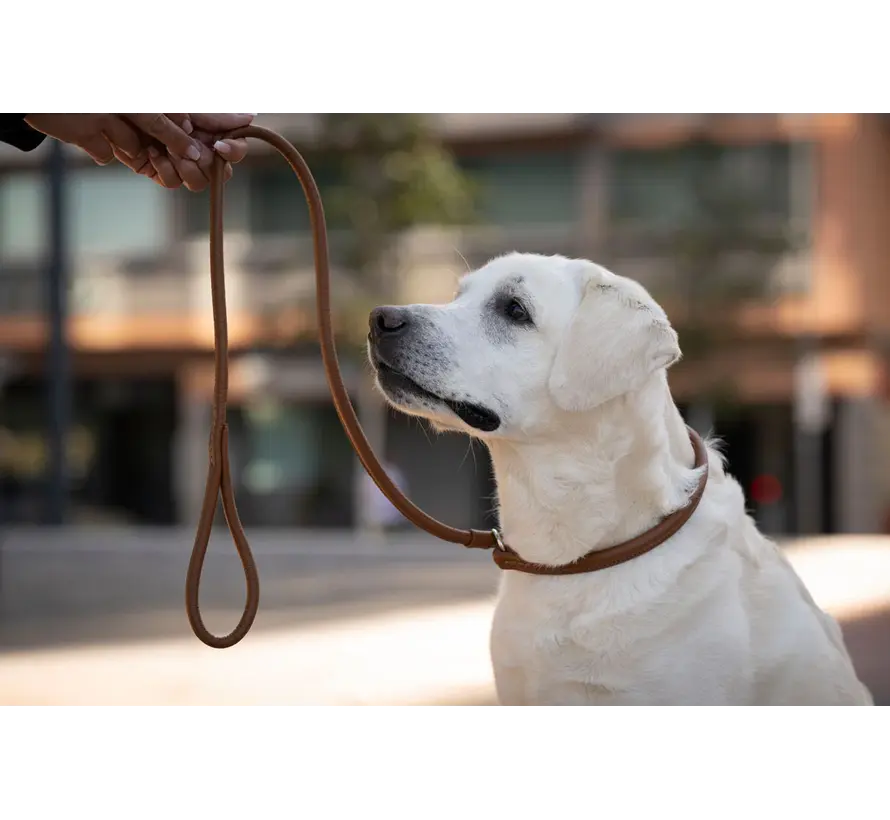 Retriever leash Cognac
