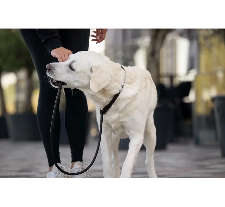 Retriever leash Dark brown