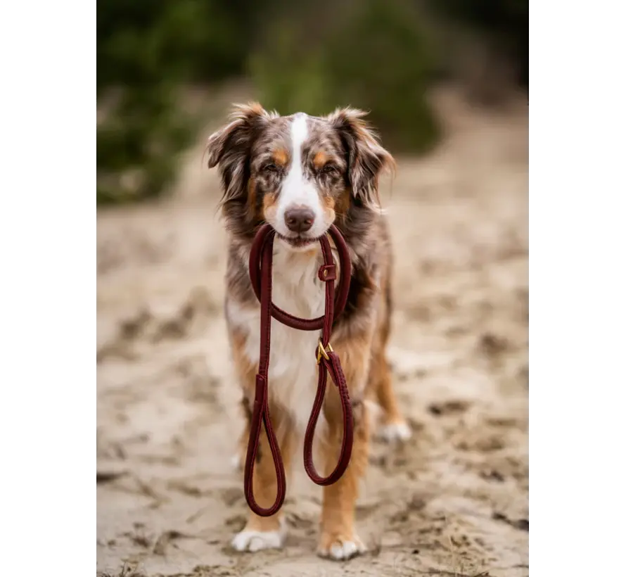 Retriever Leash Burgundy