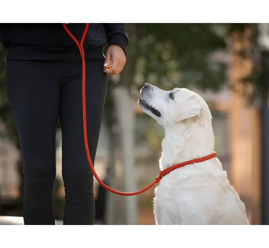 Retriever Leash Orange