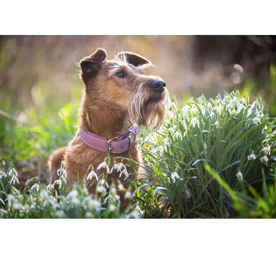 Dog Collar Classic Soft Lavender
