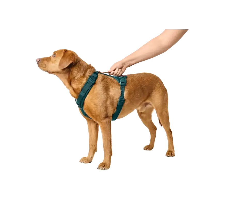 Dog Harness Maldon 3.0 Petrol