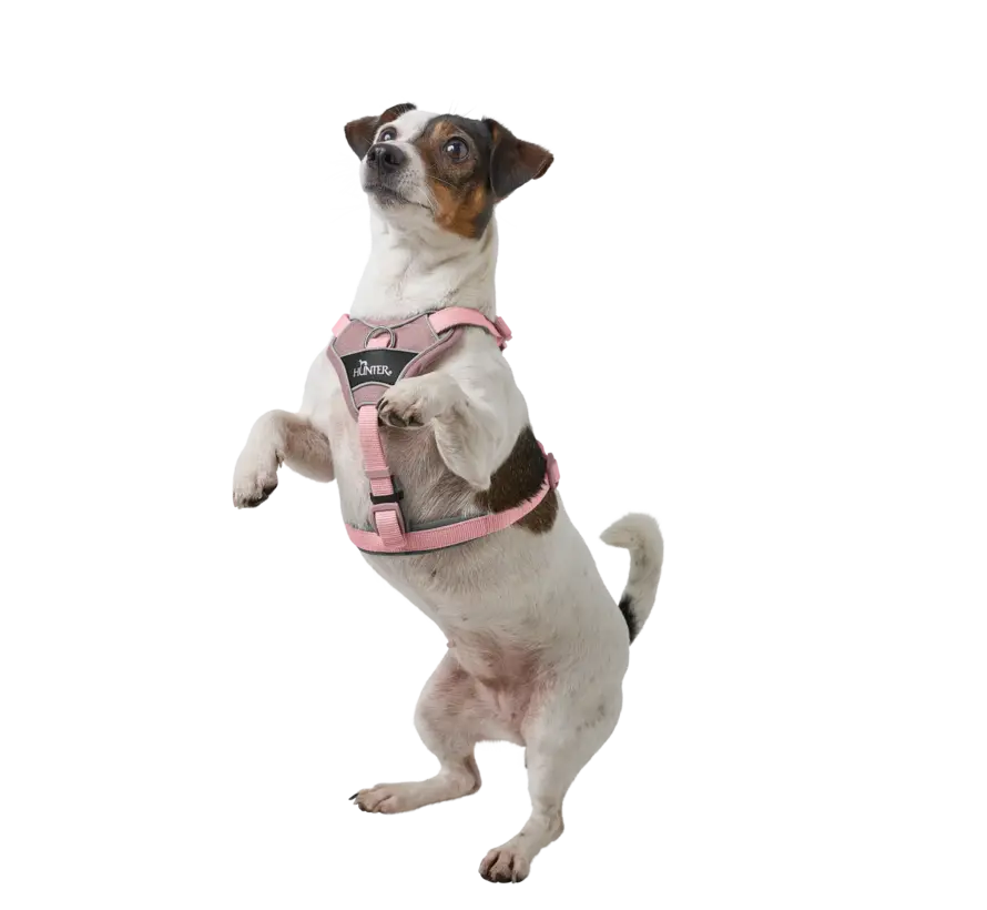Divo Up Old Pink Dog Harness