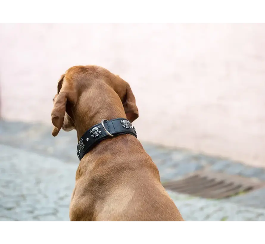 Dog Collar Skull and Bone