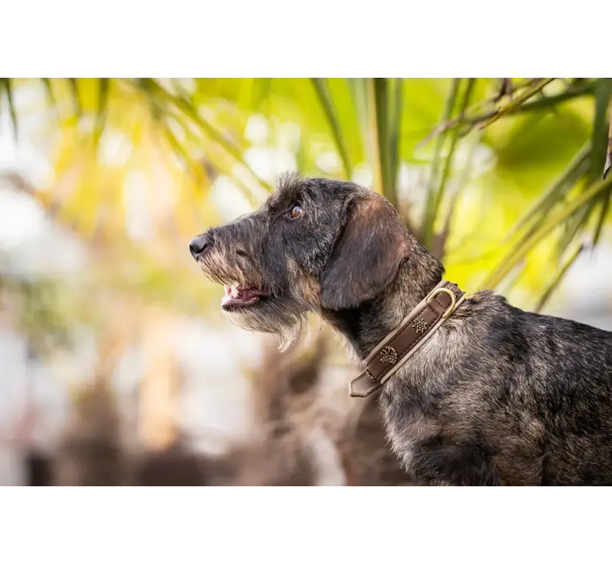 Dog Collar Wild Life Chocolate
